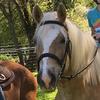 🐴Heidi🐴 - @heidihook - TikTok