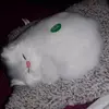 HeidiHuffman - @brendaniw61 - TikTok