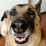 Heidi Hunt 🐕‍🦺 - @heidihunt_gsd - Instagram