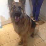 Heidi Inman And Loki The Dog - @heidi_inman_and_loki - Instagram