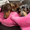 Heidi & Jasper Dachshund - @heidiandjasperdashie - TikTok