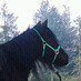 Heidi Jay - @heidiponyrider - Instagram