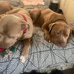 Major and Heidi and kobi - @major_and_heidi - Instagram