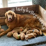 Heidi Manning - @lady_belle_goldens - Instagram