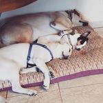 Courage,Heidi and Marley! - @courage_heidi_marley - Instagram