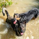 @kira.heidi.and.marley - Instagram