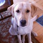Heidi Mattson Murray - @hmurray529 - Instagram