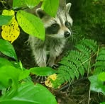 Heidi Lambert McClure - Facebook