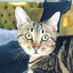 Heidi Bengal & Miley Babycat - @heidiandmiley - Instagram