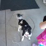 Heidi Millar - @gizmoandjaxson - Instagram