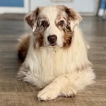Heidi Mobley - @whaussies - Instagram