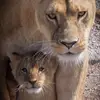 Amélia - @nevesheidi - TikTok