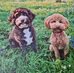 Heidi Nicholson - Facebook