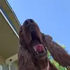 Heidi O'Neill - @heidi.oneill1 - TikTok