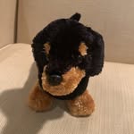 Heidi Otis the Dachshund - @heidiotis_dachshund - Instagram