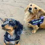 thedachshundtrio - @heidi.otis.oskar - Instagram