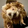 Heidi 🐾Dog Pack🐾 - @mom4fun_4 - TikTok