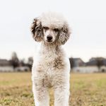 Heidi Pack - @beauspoodles - Instagram