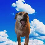 Heidi Alice Paris - @establishedpets - Instagram
