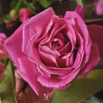 Heidi Parr - @heidieparr - Instagram