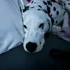 HeidiPollard - @rosindkizs8 - TikTok