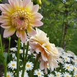 Heidi Priest - @whimsigalgardening - Instagram
