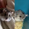 🐹Heidi and Rex🐹 - @heidirex112202 - TikTok