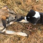 Heidi&Rex - @heidi.and.rex - Instagram