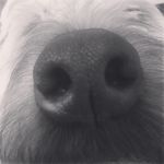 Marley, Heidi, Bo, Rex And Blu - @weirdo.pets - Instagram