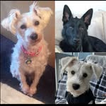 @rex.and.heidi - Instagram