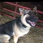 Heidi - @heidi_ruff_ruff - Instagram