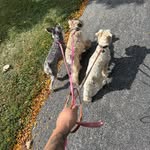 Heidi & Sawyer (Schnauzer) ❤️ - @heidi_sawyer99 - Instagram