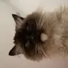 heidi_superprivxx - @heidiseal_x - TikTok