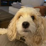 Heidi Sipe - @cavapoochonmom - Instagram