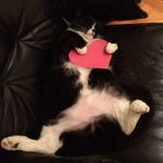 Heidi Stamper - @flurrious5 - Instagram