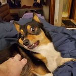 Heidi & Stanley Irizarry - @irizarry_corgis - Instagram