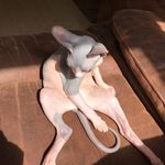 Heidi Stanley-Mummy To Sphynx - @heidistanley1982 - Instagram