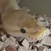 heidistenderjensen - @just.me.and.animals - TikTok