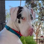 Heidi Stoll - @luna_deafgreatdane - Instagram