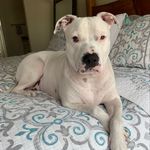 Heidi Stoll - @georgia_deafambulldog - Instagram