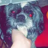 Heidi The shih Tzu - @heidiystorm - TikTok