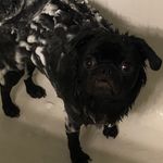 Heidi Sutter - @maizzypug - Instagram