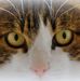 Heidi Sutter - Walliser - Facebook