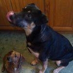 Heidi Liccardi - @heidiarmintrout - Instagram