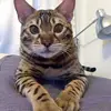 heiditsai1 - @heiditsai1 - TikTok