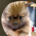 Heidi Vickers - @heidis_tinypaws - Instagram