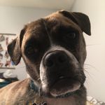 Heidi Wallis - @puggle_winston - Instagram
