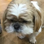 Heidi Ware - @redpandarosie44 - Instagram