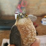 Heidi Ware Carlisle - @heidithebirdnerd - Instagram
