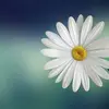 heidilwebb - @heidilwebb - TikTok